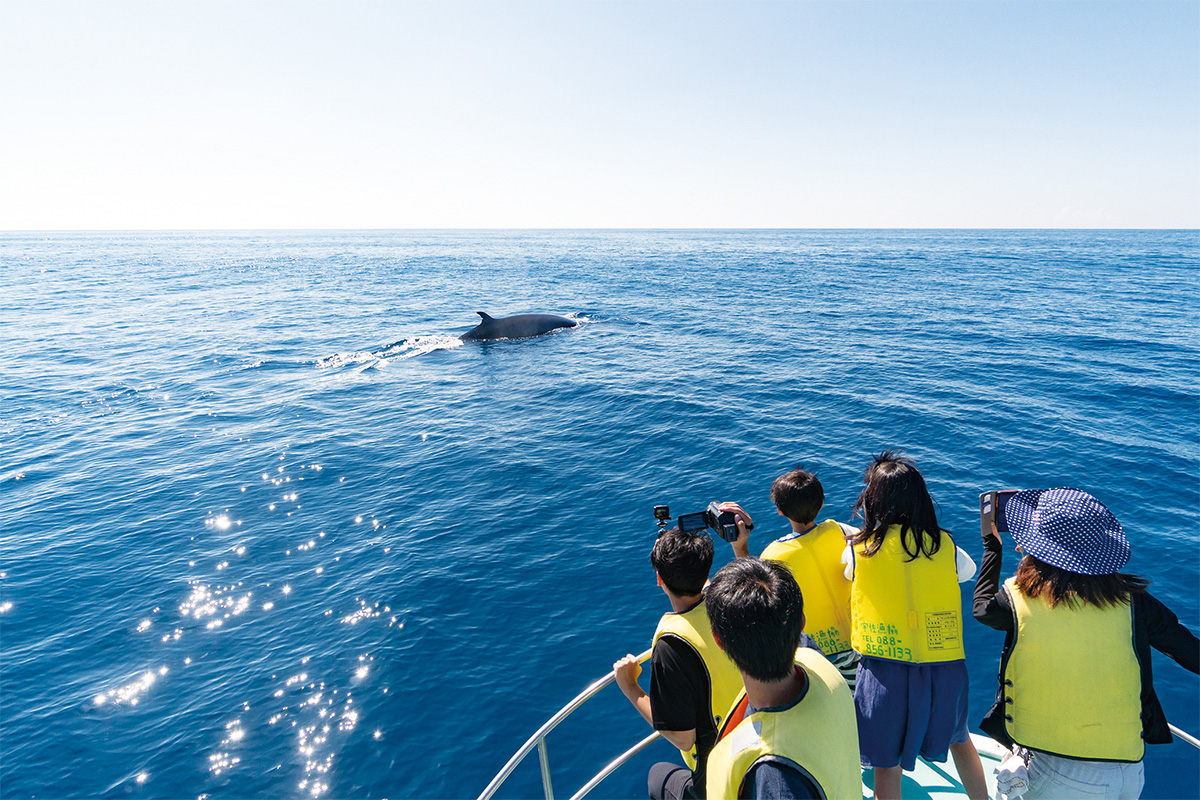 ホエールウォッチング