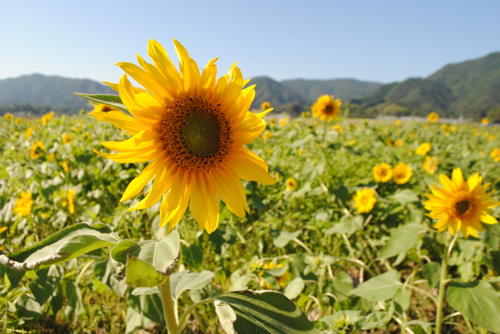 夏と秋の風物詩 ひまわり 一般社団法人 土佐市観光協会